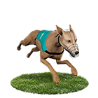 DDYA娛樂城白金賽狗 DDYA娛樂城白金賽狗